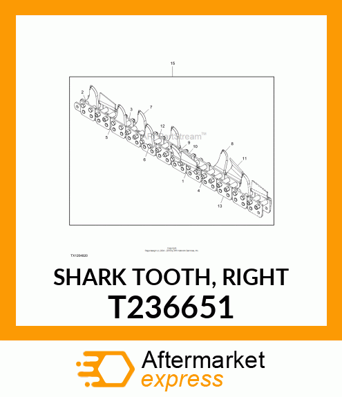 SHARK TOOTH, RIGHT T236651